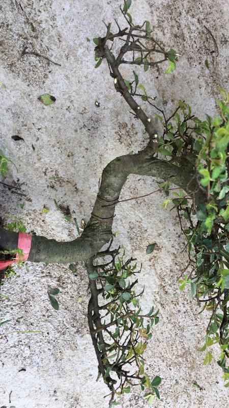 新手也能学会的修剪盆景技巧,枸杞盆景修剪技巧图解