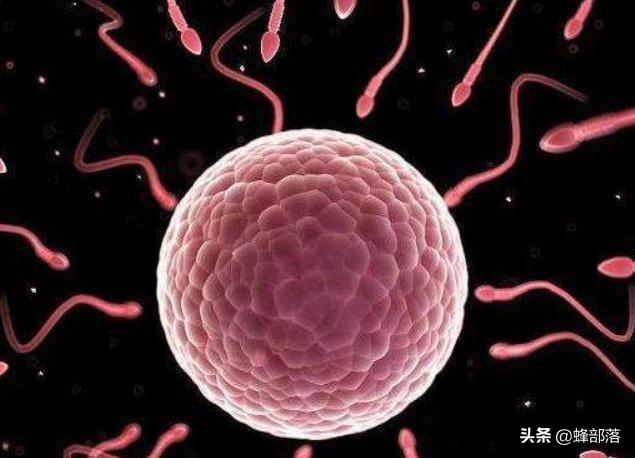 新蜂王产卵效果怎么样,新蜂王产卵会不会多卵