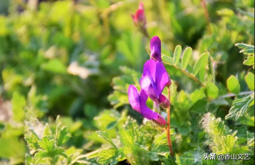 怀念曾经走过的操场,让人潸然泪下的母校回忆