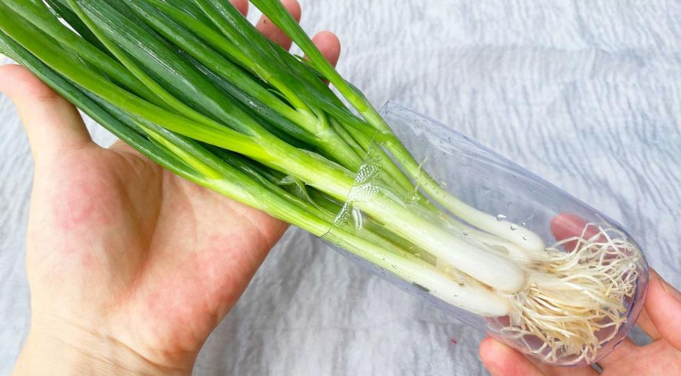 把小葱放在水里面能养活多久,把小葱插进水里能保鲜吗