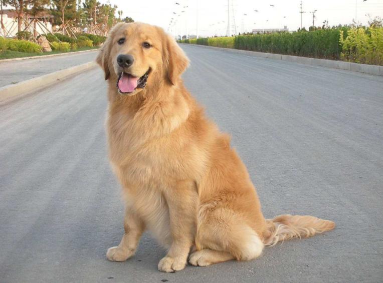 太贪吃！狗狗无意吞下数10只鸭子，主人立刻带它去医院开刀