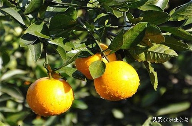 冰糖橙种植成功案例,种植冰糖橙要几年才能结果