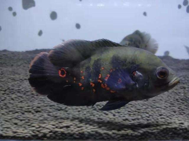 地图鱼会不会撑死,地图鱼为什么那么凶