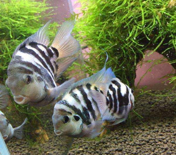 如何养好观赏鱼的正确方法,观赏鱼养殖中有什么现象