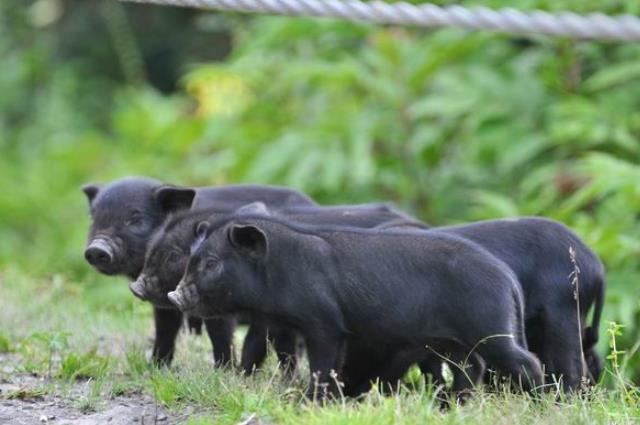 养猪想要赚钱做到以下四点,养猪如何才能赚钱