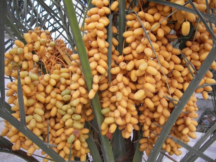 迪拜土豪面包,迪拜最好吃的面包