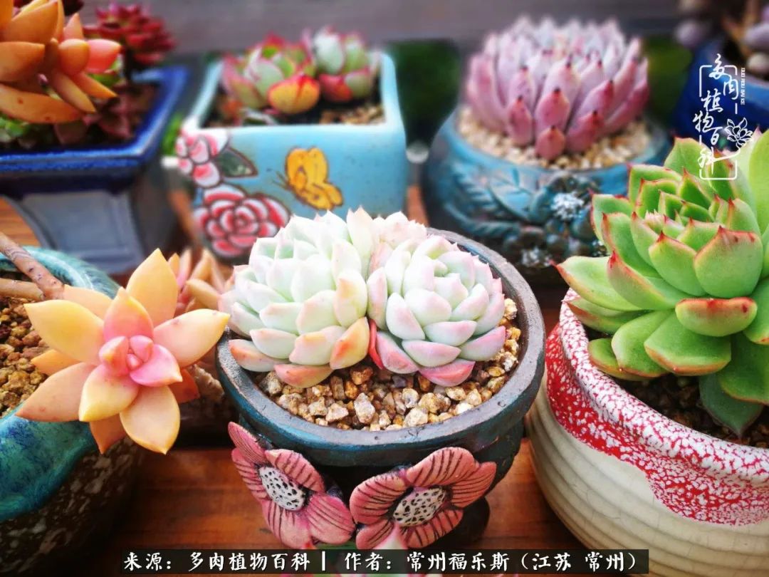 多肉是一处景物吗,多肉也有一道靓丽的风景