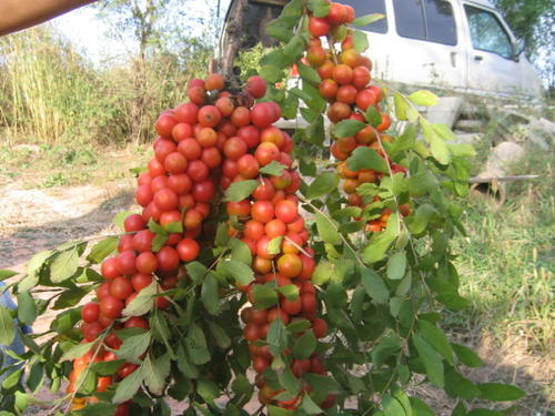 66元一斤钙果种植前景,浙江种植钙果哪里最好