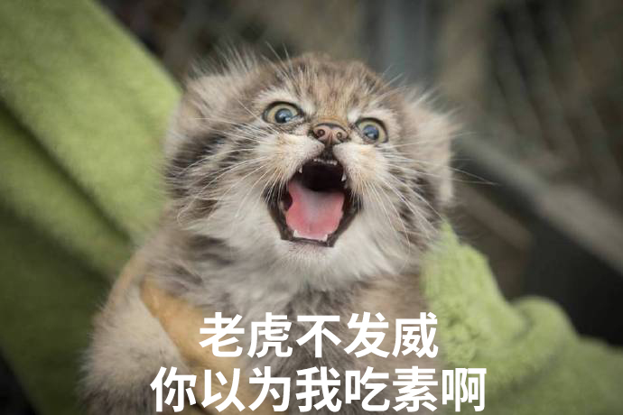 不看成分就买猫粮,不看原料表怎么区别猫粮好坏