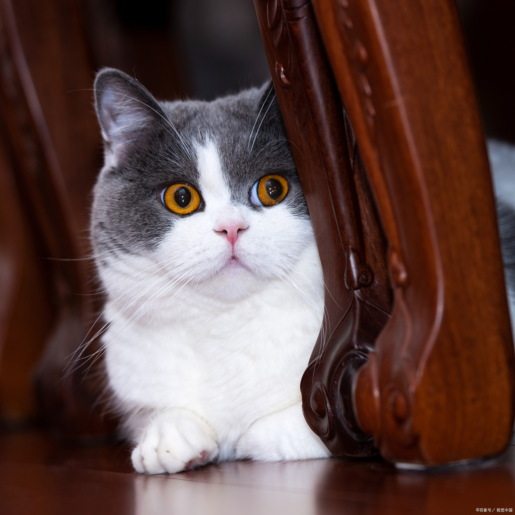 猫咪胆小害怕出门,猫咪胆小怎么办教你一招