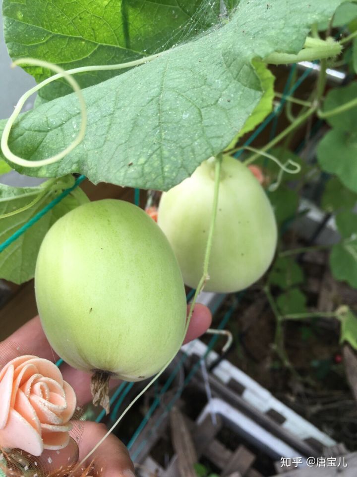 如何提升花种成活率,花种种植生活小技巧