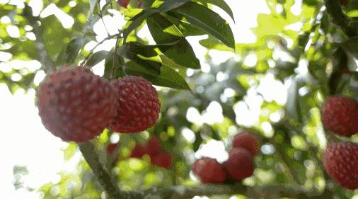 广州叫靓仔的地方,广州靓仔靓女