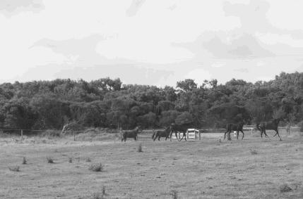 半坡饰族介绍,半坡饰族