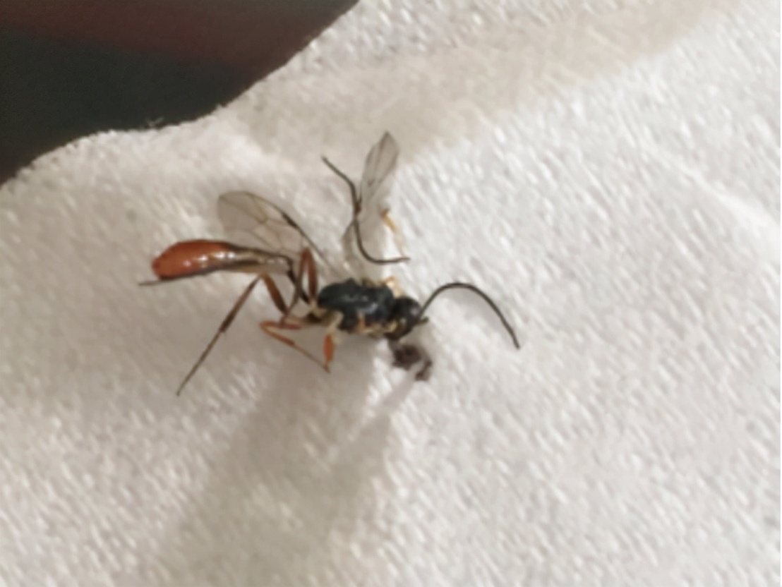 被隐翅虫毒液沾到涂什么药膏,被隐翅虫咬伤特效药