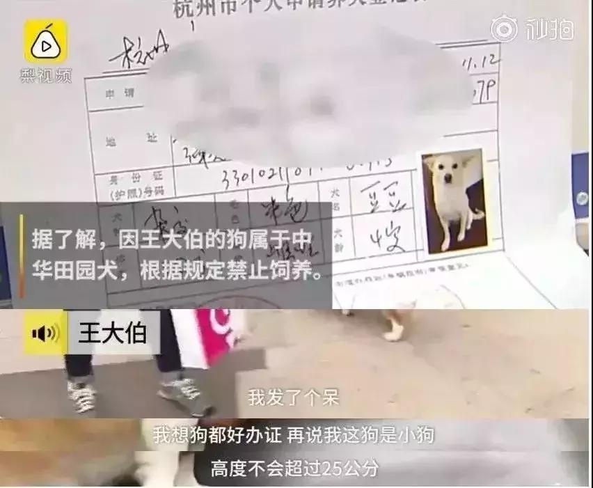 武汉禁狗令哪些品种,武汉养狗办证要在哪里办