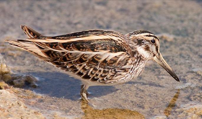 广东常见鸟类图谱图文,广东常见鸟类图谱