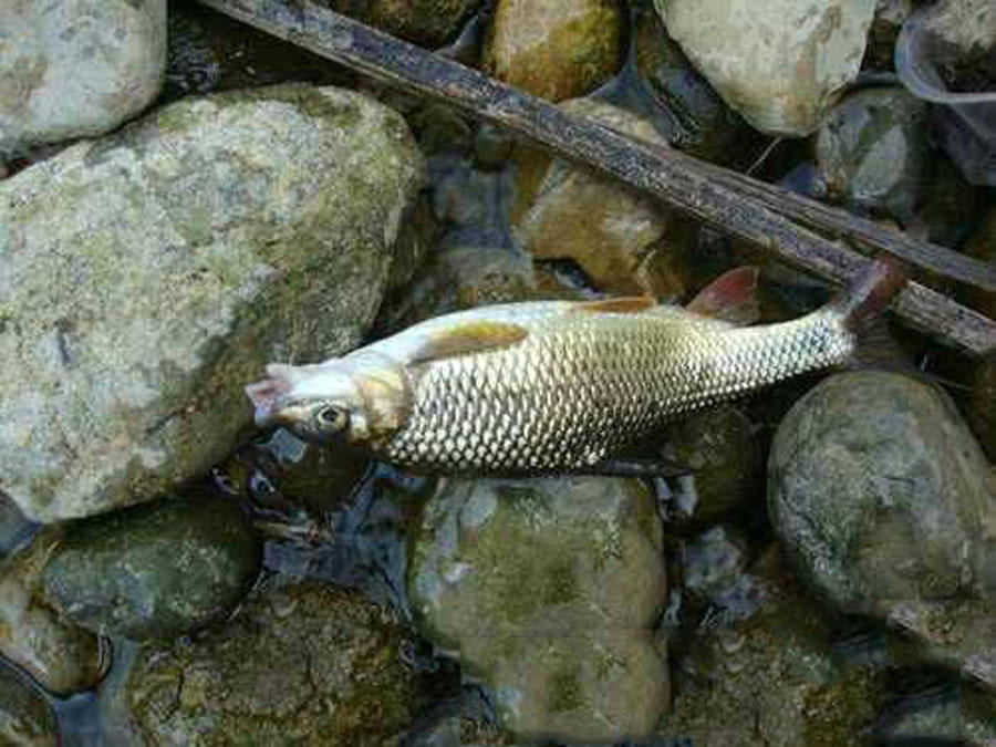 盘车冲钓赤尾,盘车冲钓青尾鲴