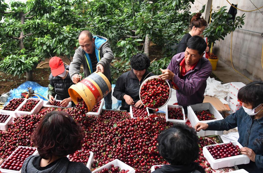 网购冒充车厘子小樱桃是什么品种,用樱桃冒充车厘子
