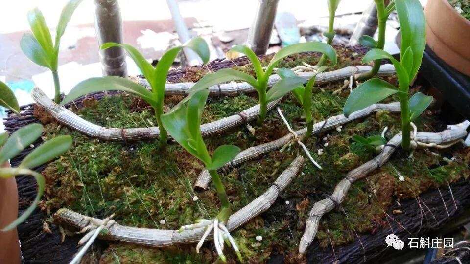 檀香石斛野生,檀香石斛兰麝香