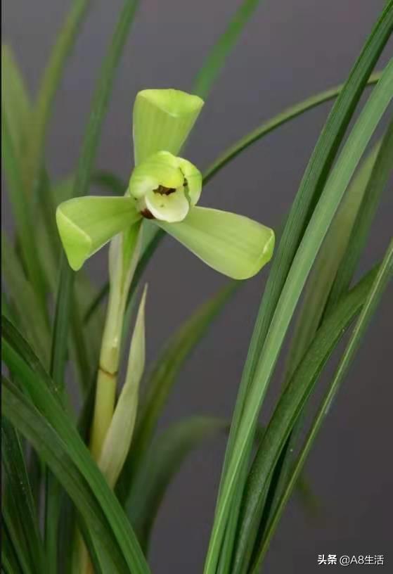 汪字兰花历史,汪姓文化传承