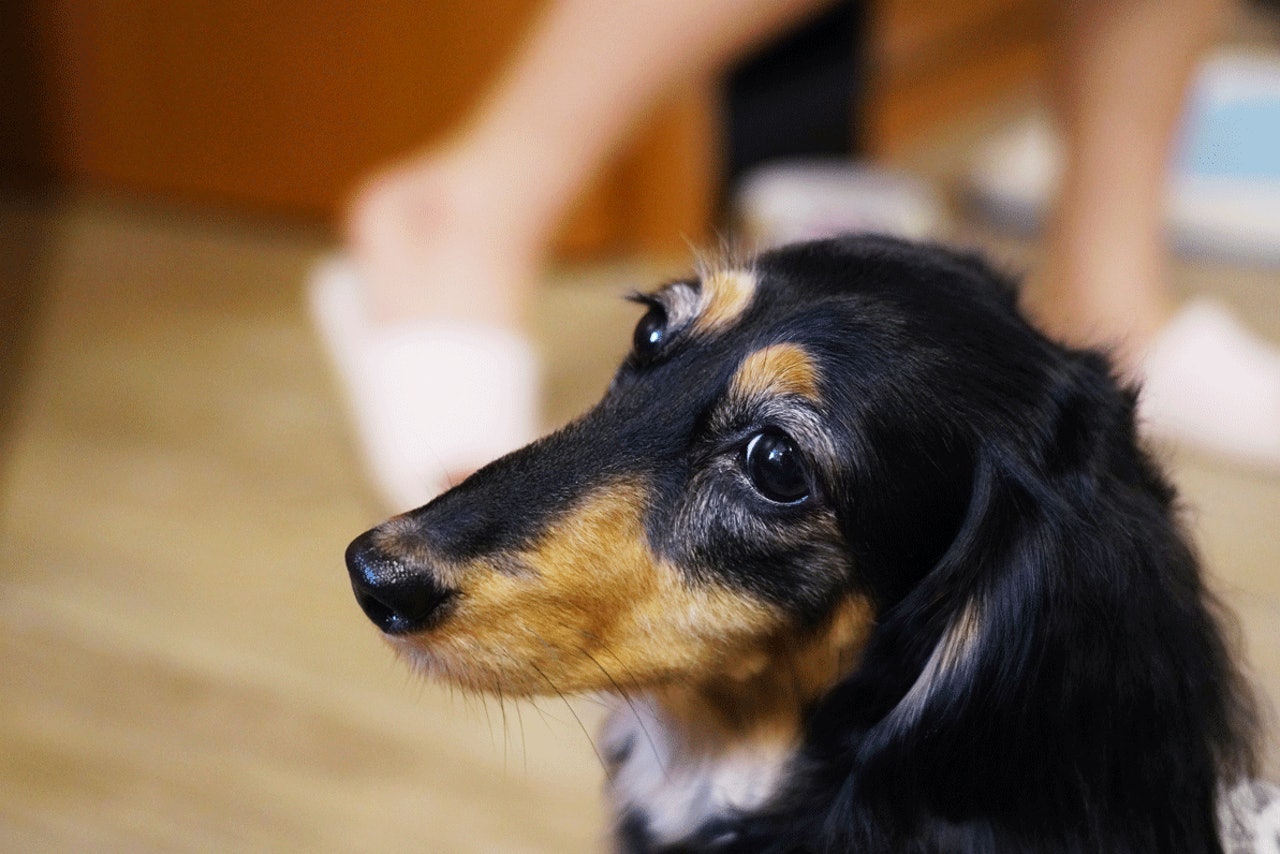 夫妇自驾游遇到狗狗怎么办,夫妻带着狗狗去旅行