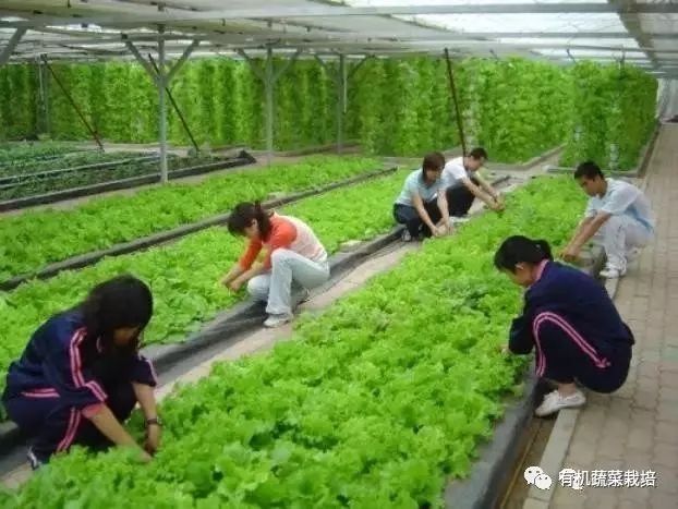 无土栽培技术科普知识大全,无土栽培的优点大家可以了解一下