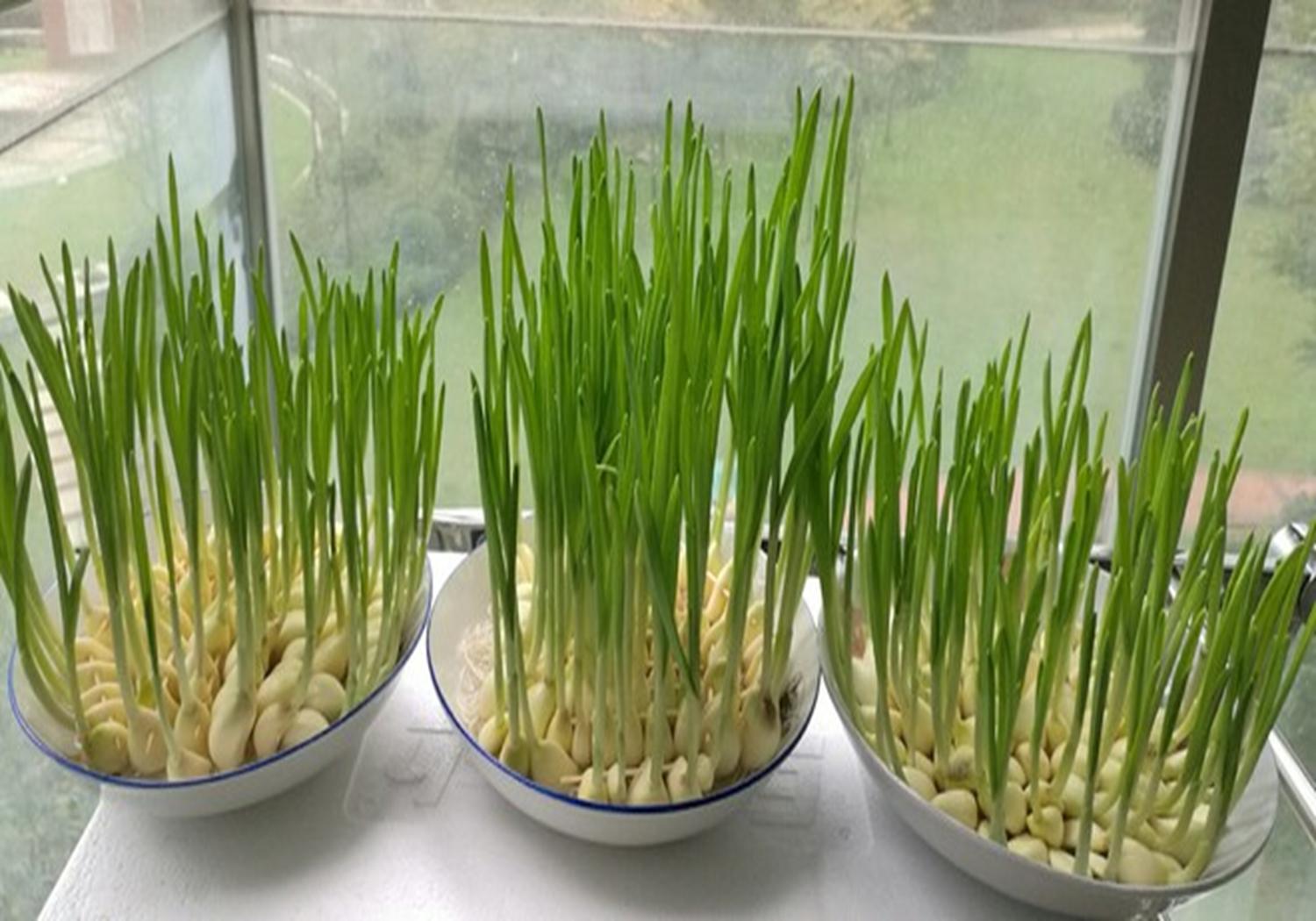 大蒜蒜苗的种植方法,新蒜蒜苗种植方法