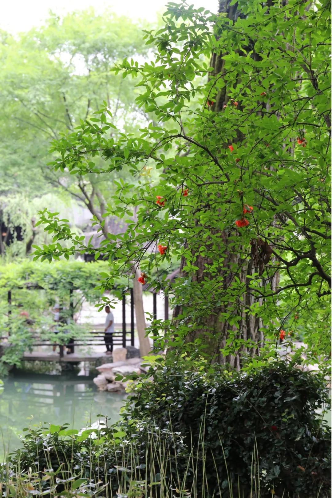 园林与园艺滋养生命的关系,中国传统园林和古典园林的区别