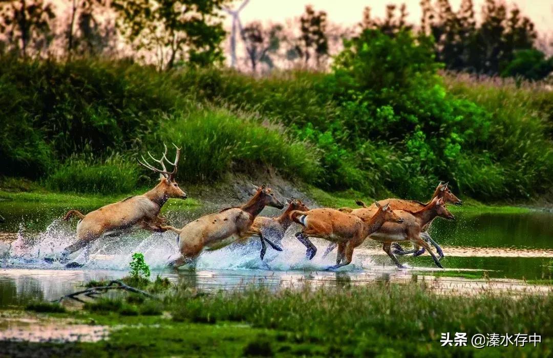 姜堰好吃又好玩的地方,56张美景图片大饱眼福