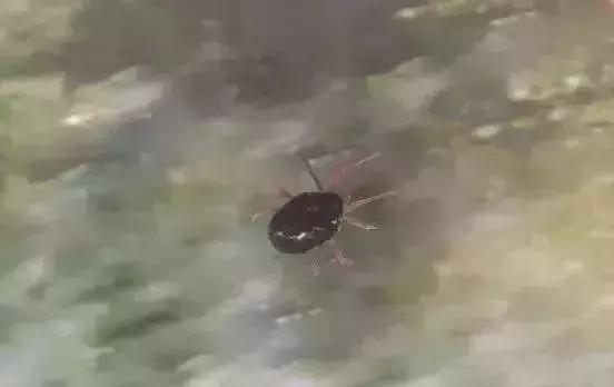 最佳的防治害虫的技术方法,种实害虫常见种类及防治方法