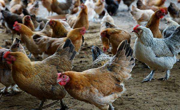 养殖绝技全集,肉鸡养殖场养殖全过程仅需30天