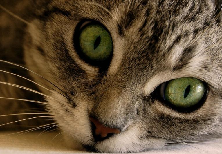 猫咪得忧郁症你了解过吗？治疗猫咪抑郁症有哪些好方法？