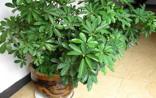 家门口最好养的10种花,家里养最旺财的十五种花