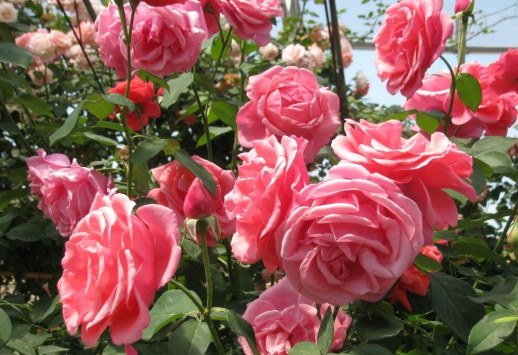 怎样养月季枝干粗花大朵,月季如何养的叶片肥厚