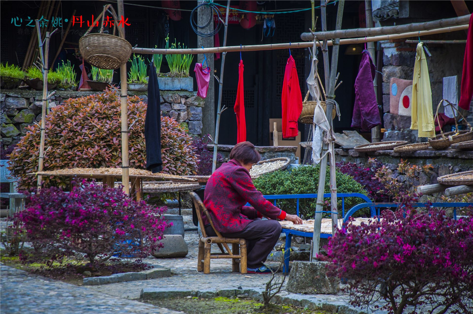 丹山赤水的老柿林景区,丹山赤水柿林古村