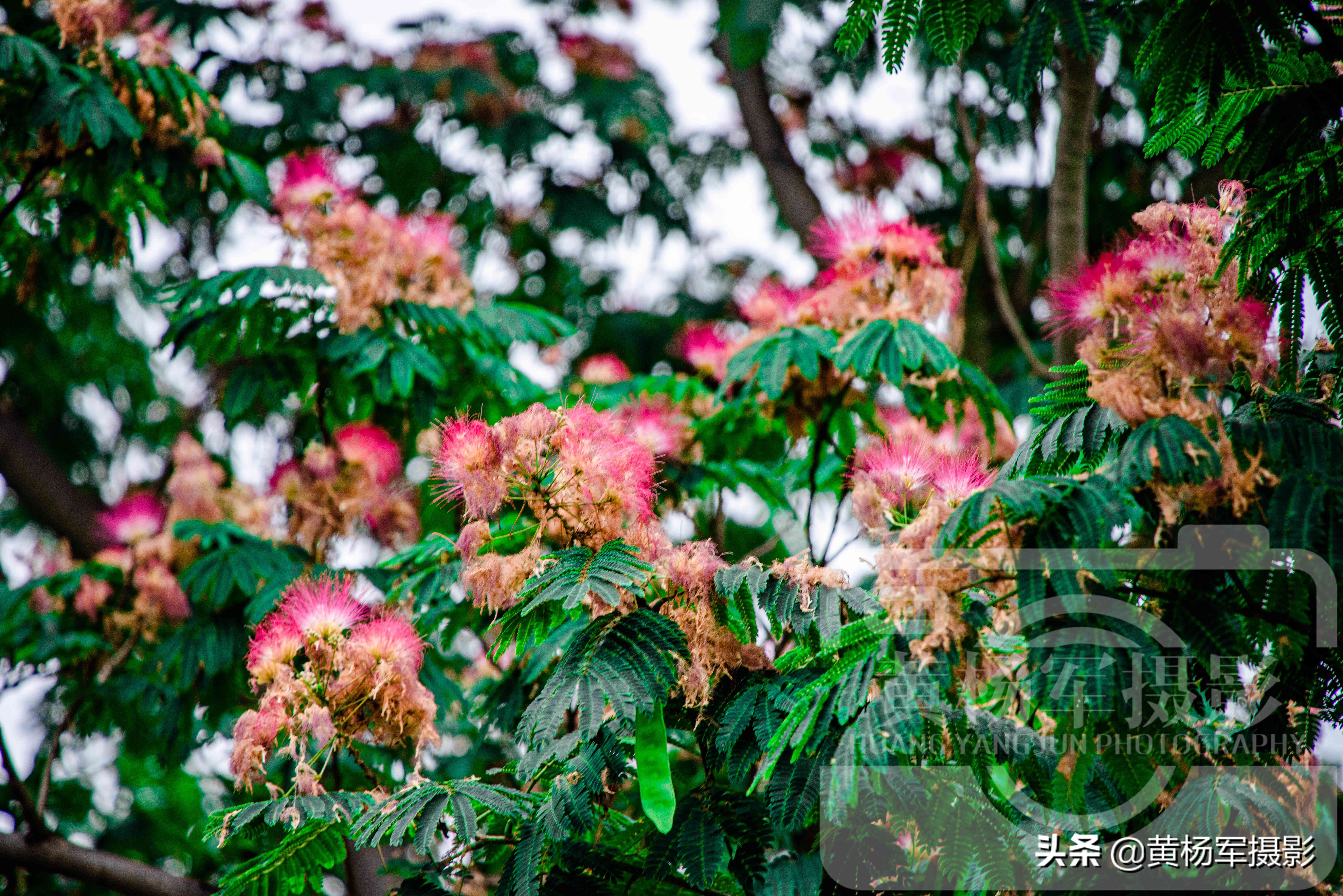 六月美丽盛开的*欢合**花，娇艳的花朵绽放在绿叶间