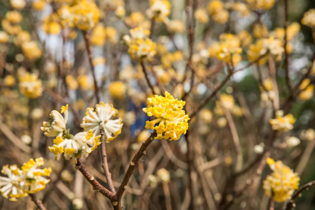客厅卧室持久留香的香水,家里适合放什么香水