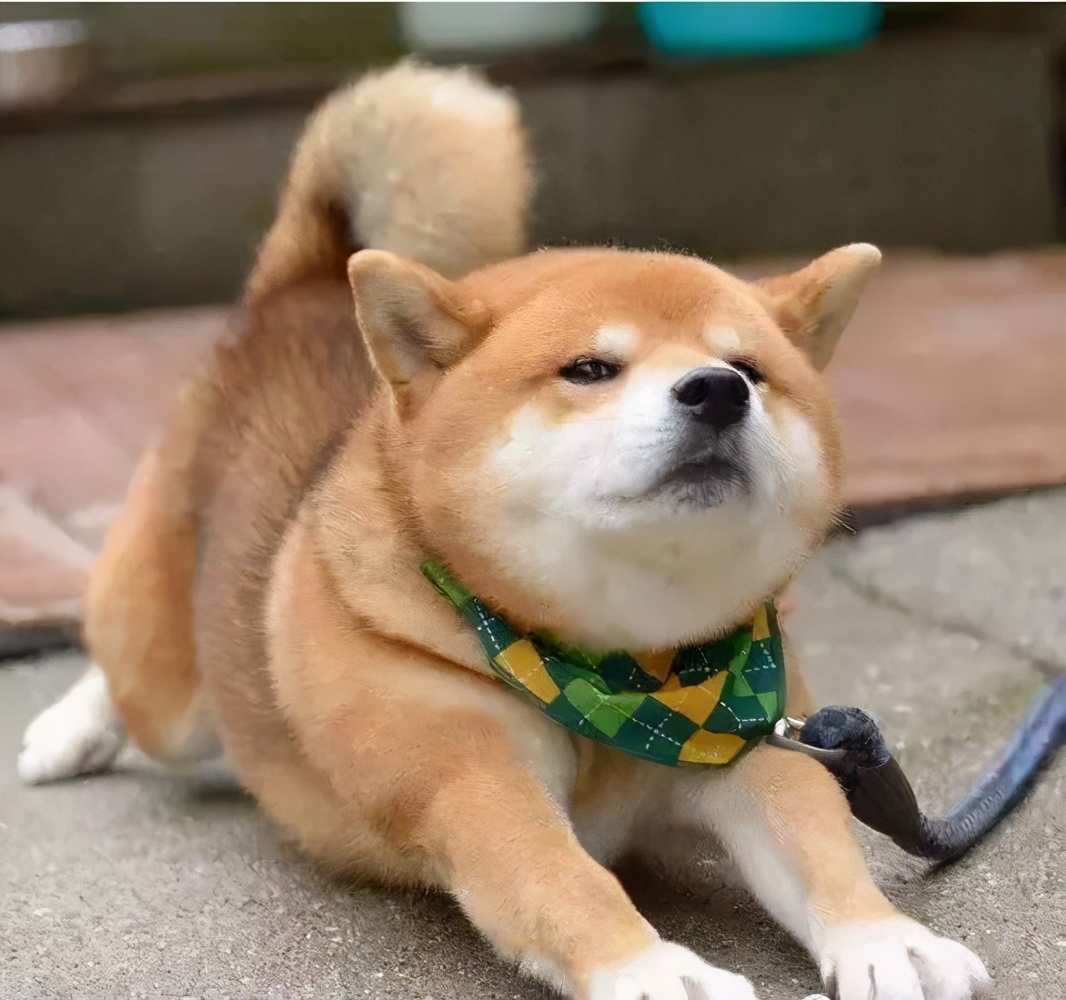 狗狗伸懒腰发出猪叫声怎么回事,泰迪狗狗经常伸懒腰是怎么回事