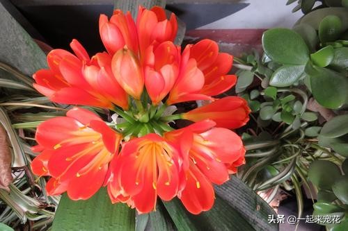 春季养君子兰用好这三招,1月份君子兰怎么养