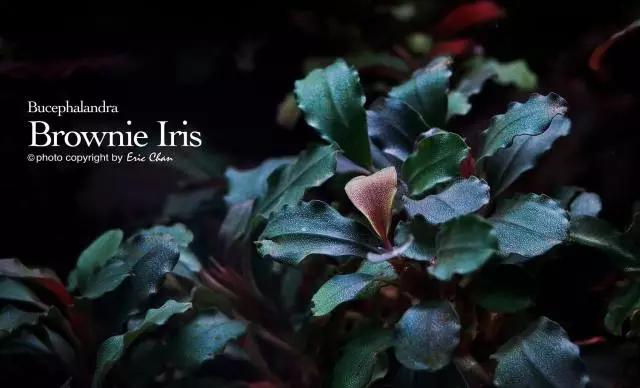 卡佩特k5辣椒榕为什么这么贵,辣椒榕k5为什么贵