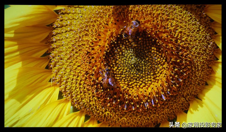 不施粉黛亦倾城面若桃花深似海,不施粉黛亦倾城