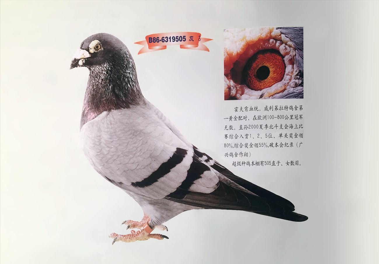 怎么防止幼鸽从鸽箱掉下来,幼鸽什么时候预防病