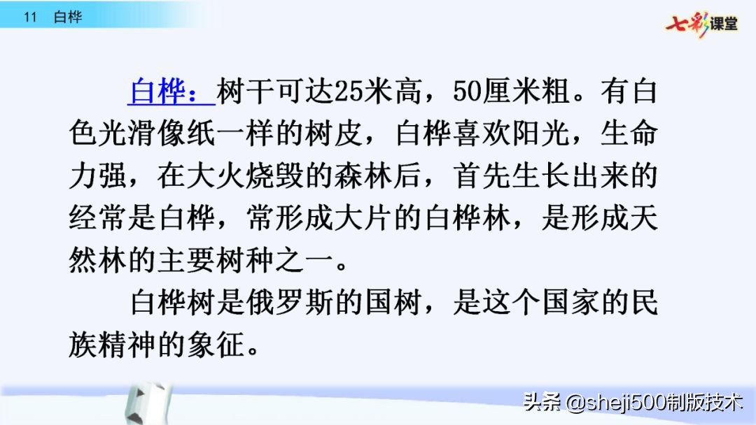 语文教科书四年级下册11课白桦,四年级语文书下册白桦讲解及预习