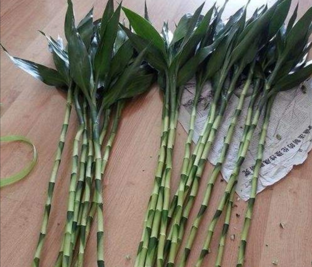 水培富贵竹黄叶什么原因,水培富贵竹总黄叶什么原因