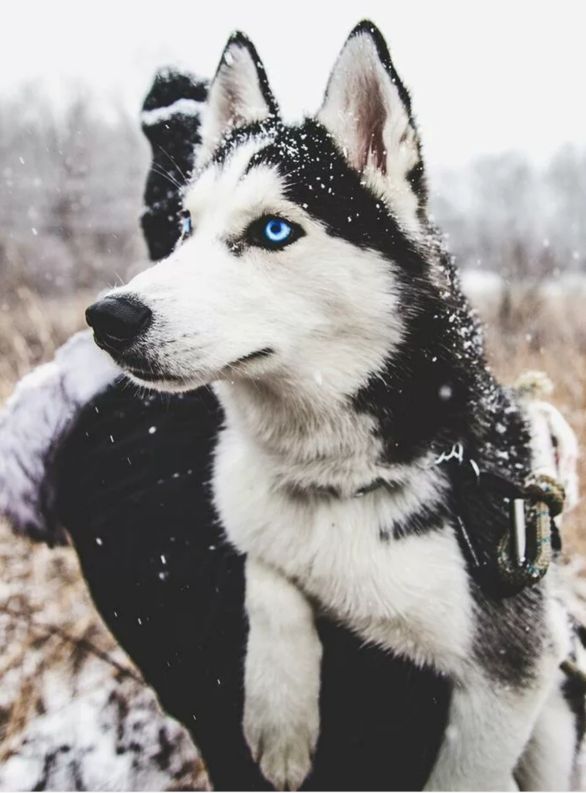西伯利亚雪橇犬哈士奇和老虎,西伯利亚雪橇犬长毛哈士奇双血统