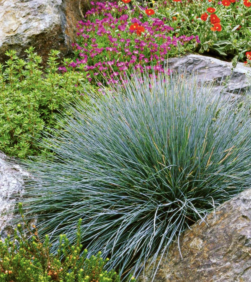 既能净化空气又美观的植物,10种好看的花卉