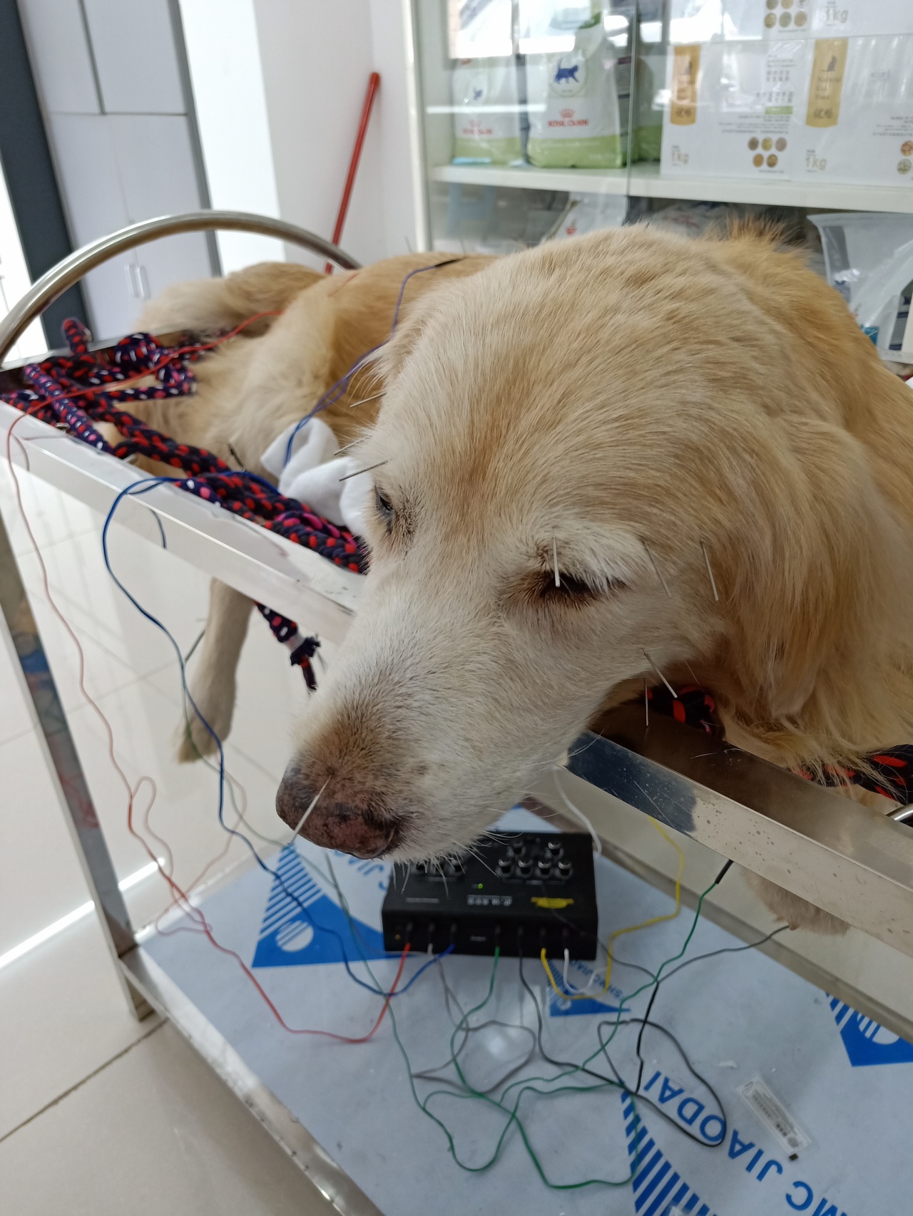 针灸治疗可以治好狗狗瘫痪吗,狗狗面瘫针灸治疗穴位图