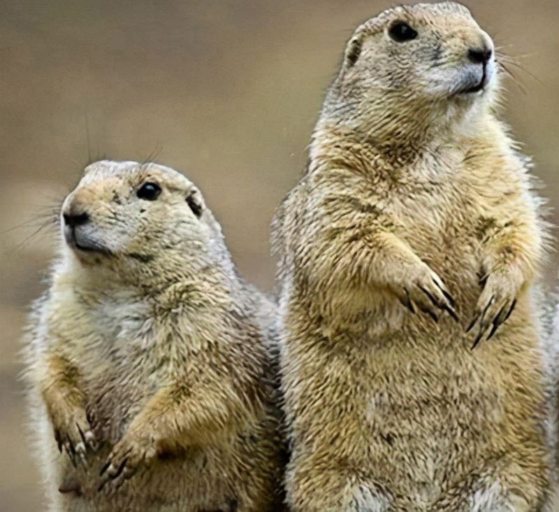 兰博基尼哪款车最保值,兰博基尼一万多