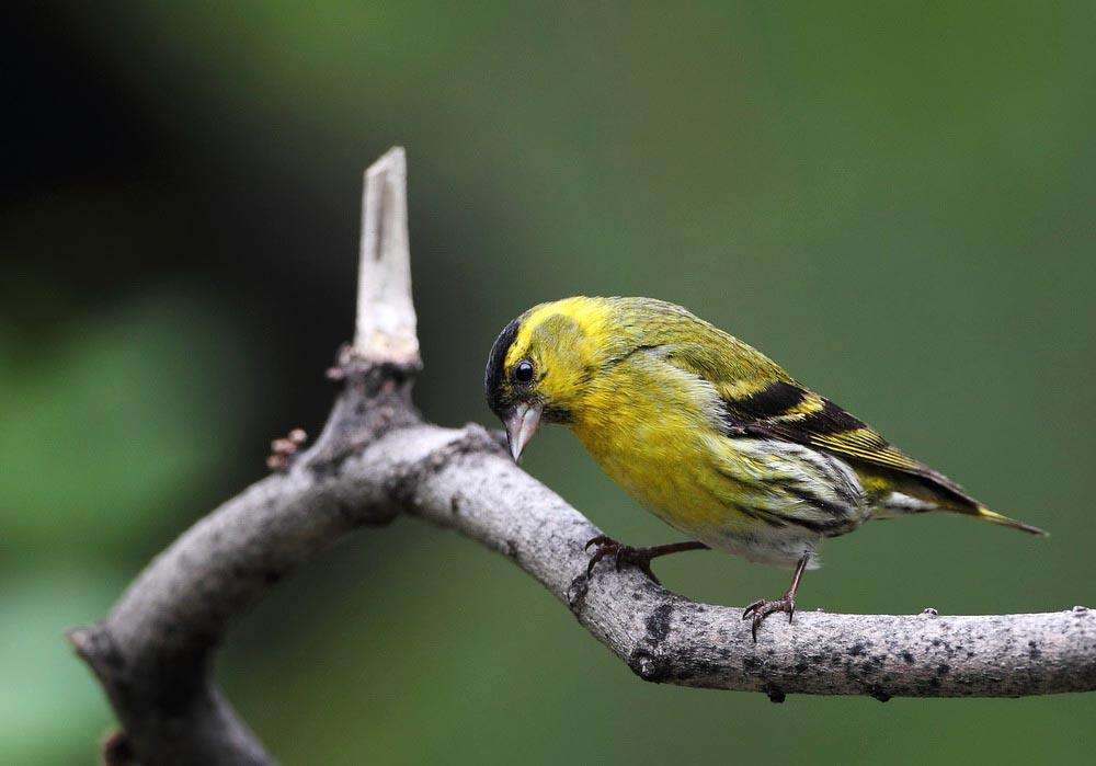 如何挑选黄雀,黄雀挑选顺口溜