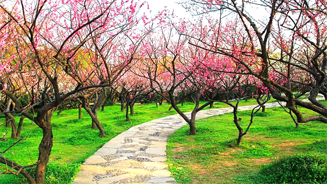 无锡梅园梅花已盛开,无锡梅园百合花节